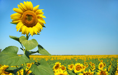 Sticker - Beautiful sunflower in field close up