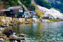 Sakura Season In Japan
