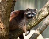 Fototapeta Zwierzęta - Raccoon