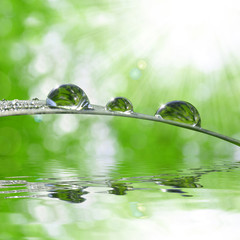 Fresh grass with dew drops close up