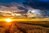 Fototapeta Natura - Sunset in fields in summer