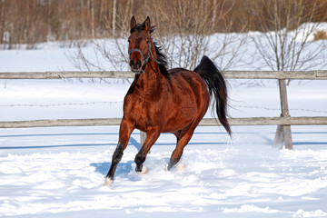 Horse in winter