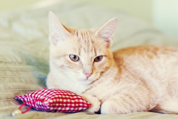 Wall Mural - Cat With Red Pillow