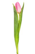 a single pink tulip