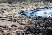 Elephant Seals In Piedras Blancas, San Simeon, California