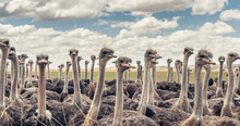 Herd Of Ostriches
