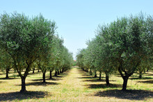 Olive Trees In Tuscany Countryside, Toscana, Italy