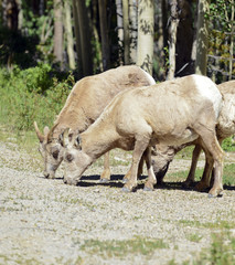 Wall Mural - Female Bighorn Sheep in the forest