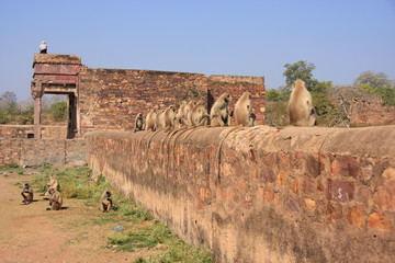 Gray langurs (Semnopithecus dussumieri) sitting at Ranthambore F