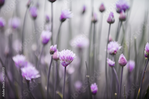 Naklejka nad blat kuchenny Flowering chives