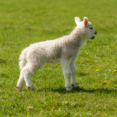 Wall Mural - bleating newborn lamb