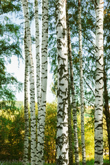  forest birch