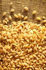 Wall Mural - Pearl barley on sack