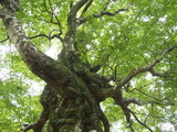 Fototapeta  - ブナの巨木を見上げる