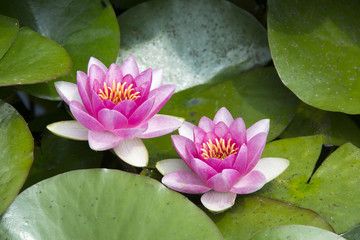 Two water lilies