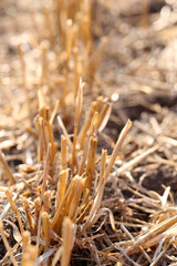 Sticker - Mown wheat field