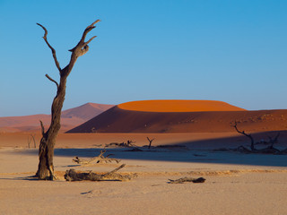 Dead acacia tree in Deadvlei