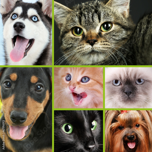 Naklejka ścienna Collage of different cute pets