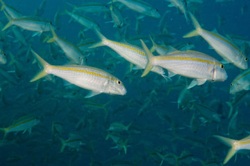 Inside a school of fish underwater