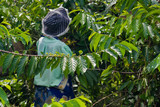 Fototapeta  - Ylang-Ylang harvest