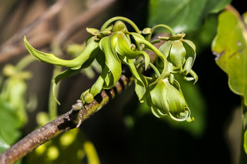 Wall Mural - Ylang-Ylang