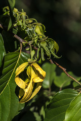 Wall Mural - Ylang-Ylang