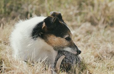 Dog Holding Toy