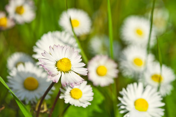 Wall Mural - chamomile flowers field