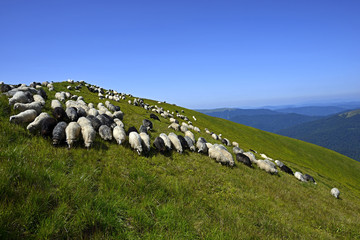 Wall Mural - Herd of Sheep