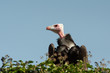 Bébé vautour à tête blanche ou accipitridae dans son nid