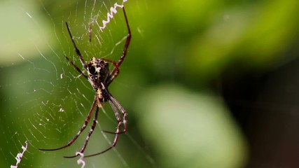 Spider