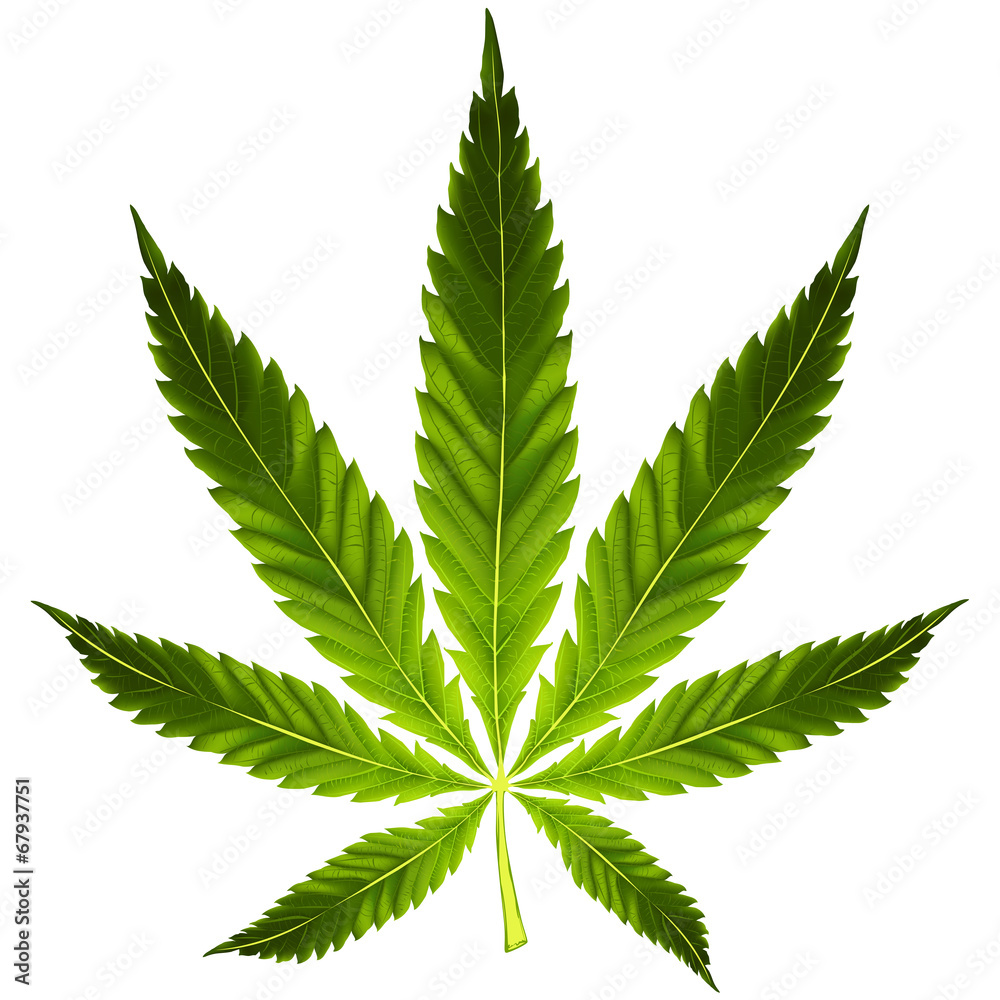 Cannabis leaf - obrazy, fototapety, plakaty 