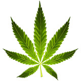Fototapeta  - Cannabis leaf