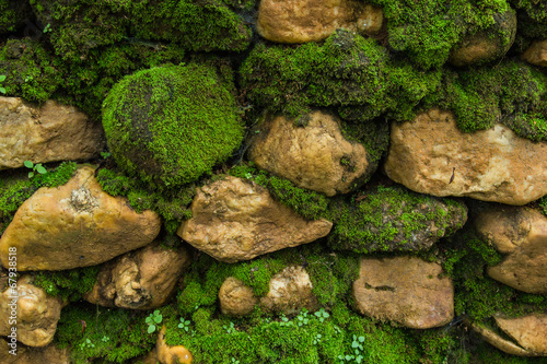Fototapeta Old stone wall with moss