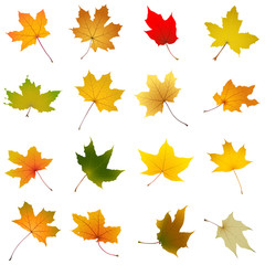 Wall Mural - Set of falling autumn maple leaves, vector illustration.