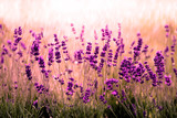 Fototapeta Kwiaty - Lavendelfeld rot