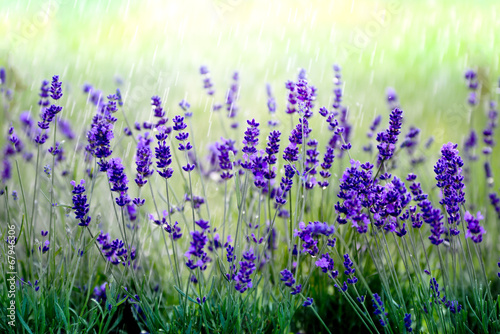 Naklejka - mata magnetyczna na lodówkę Lavendel im Regen