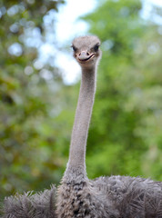 Wall Mural - ostrich head