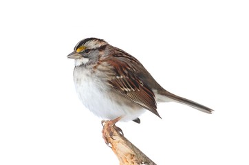 Sticker - White-throated Sparrow (Zonotrichia albicollis)