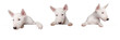 Süße Hunde Welpen isoliert auf weißem Hintergrund