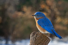 An Eastern Blue Bird Perched On A Stump In The Winter