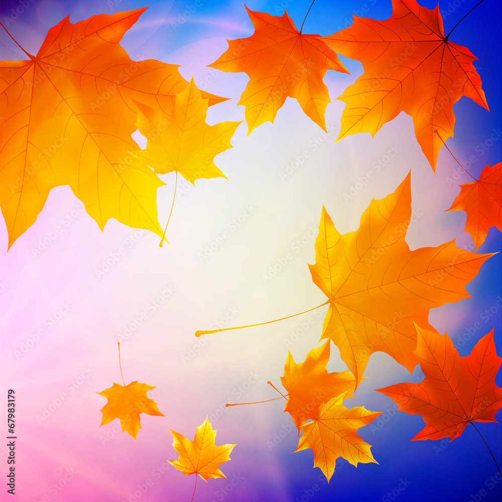 Beautiful autumn Leaves. - obrazy, fototapety, plakaty 