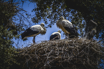 Wall Mural - storks nest on a summer afternoon