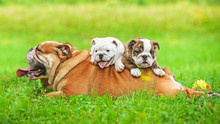 English Bulldog  With Puppies