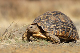 Fototapeta Konie - Leopard tortoise (Stigmochelys pardalis)