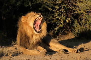 Wall Mural - Male African lion yawning