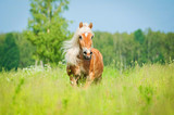 Fototapeta Konie - Beautiful horse with long mane running on the summer field