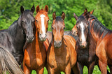 Fototapeta Konie - Group of young horses on the pasture