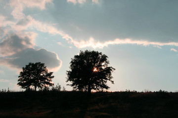 Beautiful sunset in the mountains with lonely trees