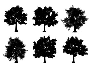 Tree silhouettes